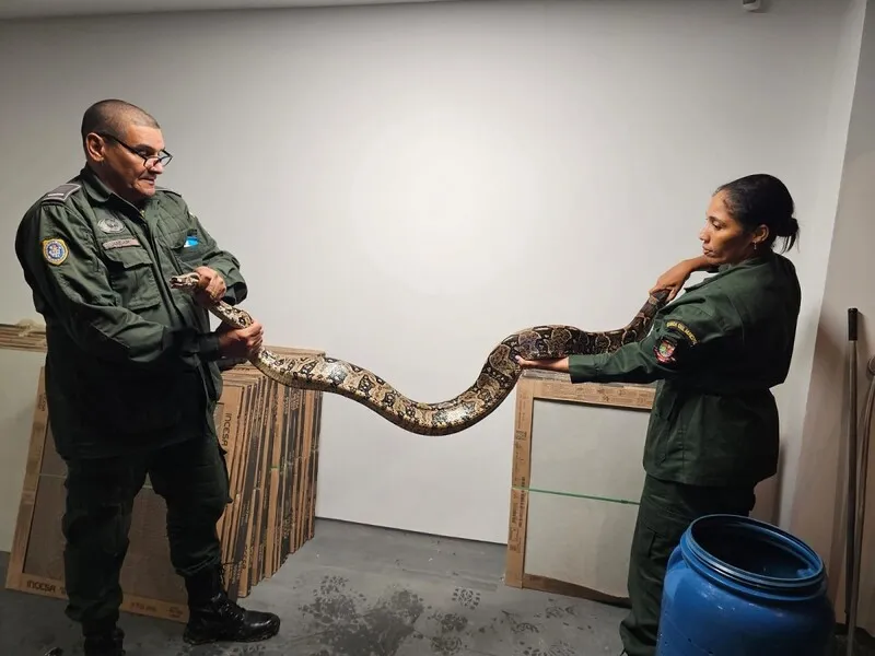 Jiboia escondida em garagem foi resgatada neste domingo (24)