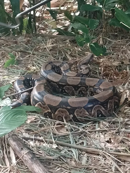 Jiboia, com cerca de 2,5 metros, foi devolvida à natureza