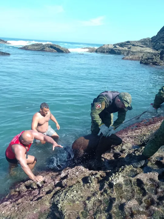 Momento em que a capivara ferida é resgatada