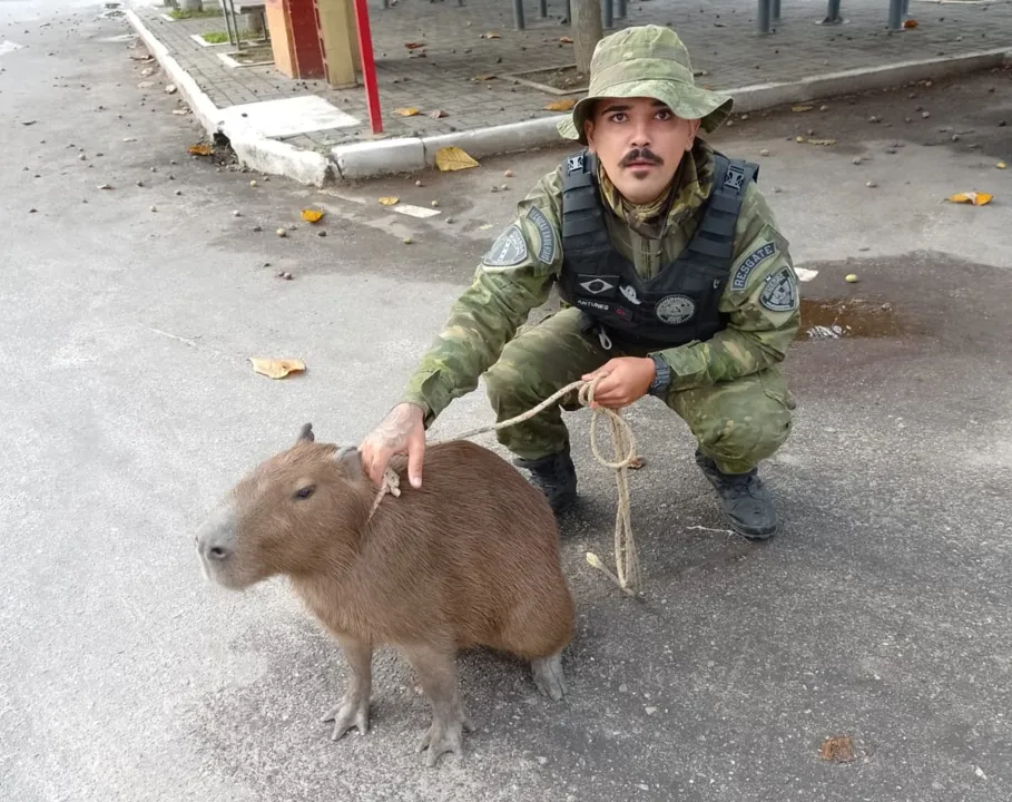 Após a captura, os agentes constataram que a capivara não estava machucada ou debilitada