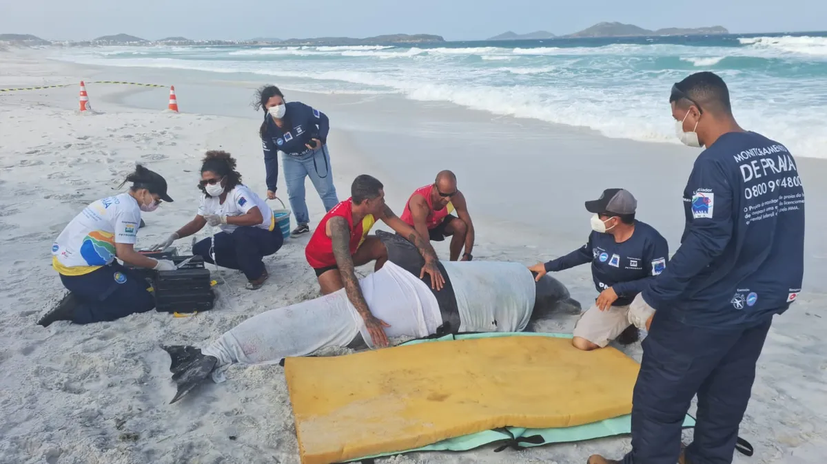 Golfinho foi salvo pelos guarda-vidas na praia do Foguete, em Cabo Frio