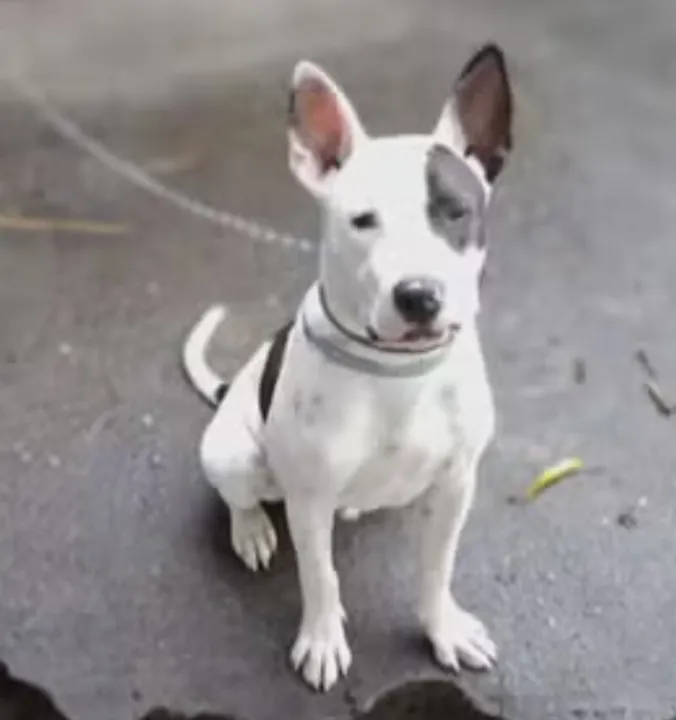 Max tinha cerca de 4 anos