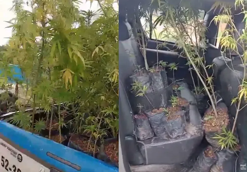 Policiais apreenderam 160 pés de maconha