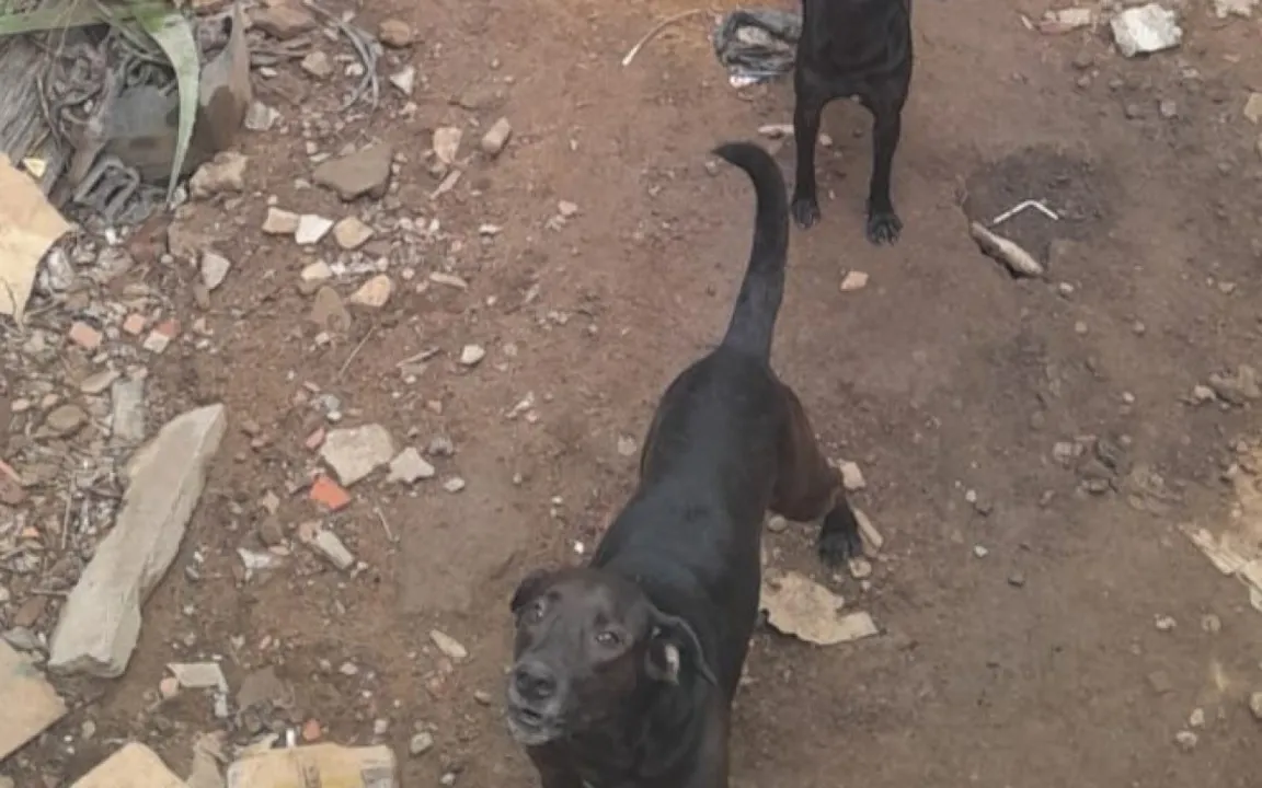 Terrenos onde os animais foram encontrados estava cheio de pedras e objetos espalhados