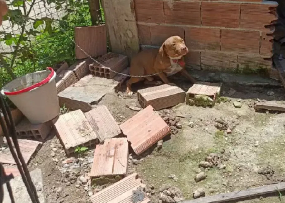 Os cães estavam machucados, sem água e alimentos próximos a eles