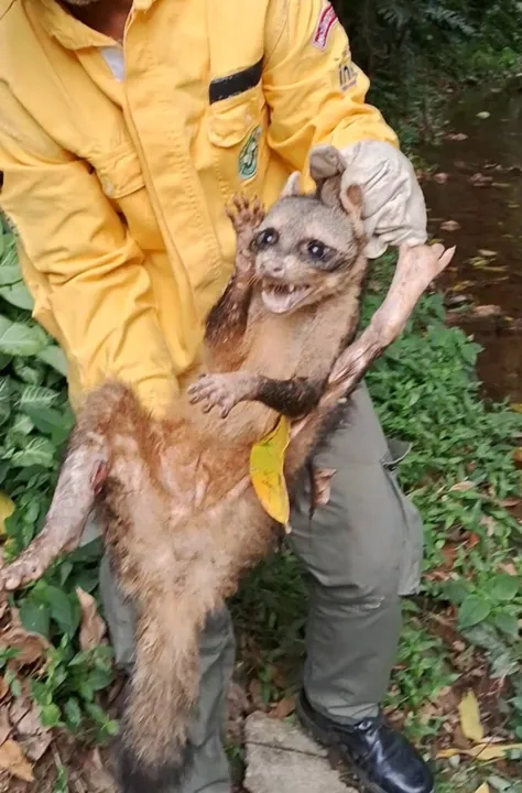 Com escoriações nas patas, debilitado e desorientado, o mamífero foi encaminhado para o Centro de Recuperação de Animais Selvagens (CRAS)