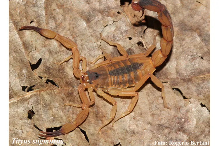 O escorpião amarelo é considerado o mais perigoso do Brasil