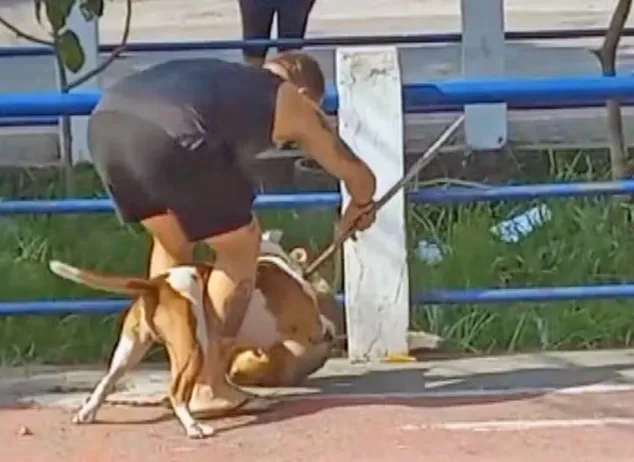 Dono de pitbull usa vareta para pôr fim a ataque contra cãozinho