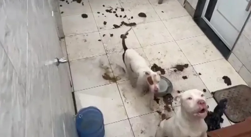 Os cães foram encontrados pelos agentes da prefeitura do Rio em um imóvel abandonado