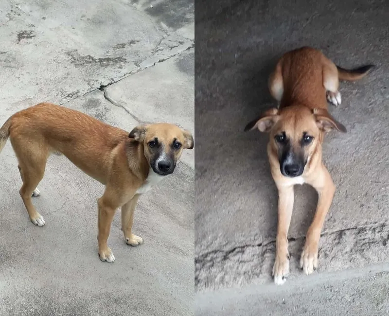 Animal tem pouco mais de dois anos e foi resgatado da rua ainda filhote