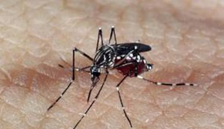 Sem óbitos confirmados, SG e Niterói tem 7 mortes investigadas por suspeitas de dengue