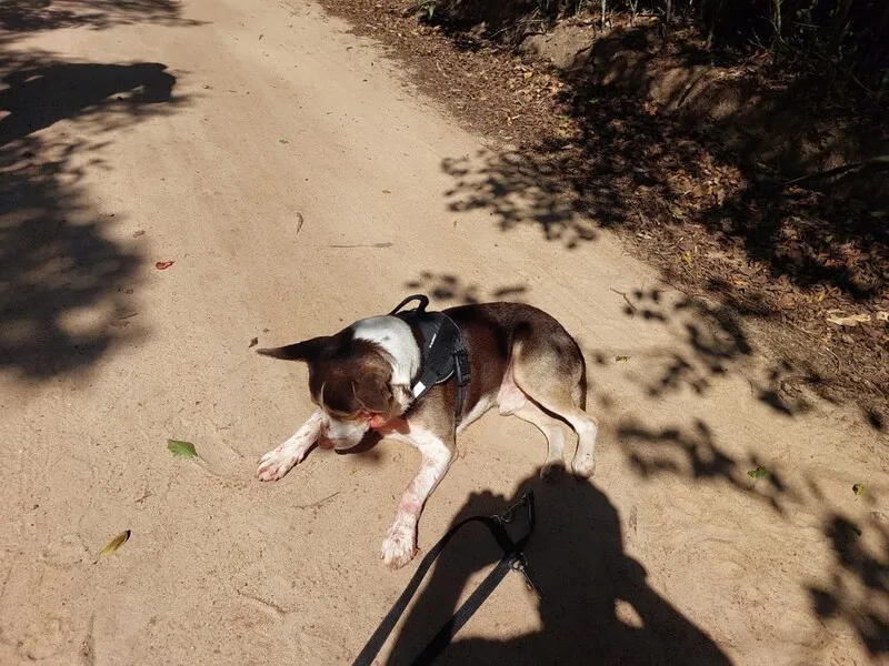 Cachorro estava com os pelos manchados de sangue