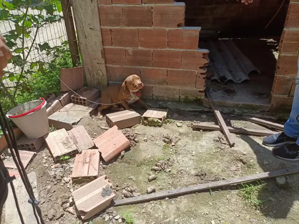 Homem é preso por maus-tratos, e sete cães são resgatados em Niterói