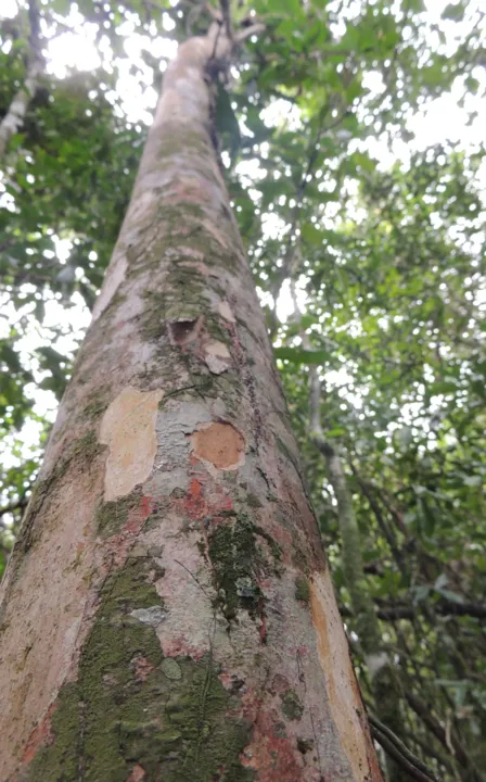 Siphoneugena carolynae é encontrada em Maricá