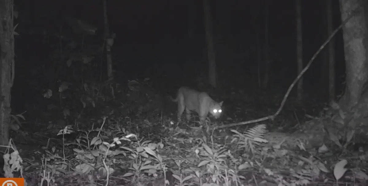 A armadilha fotográfica é composta por um conjunto de sete câmeras e ativada por sensor de presença