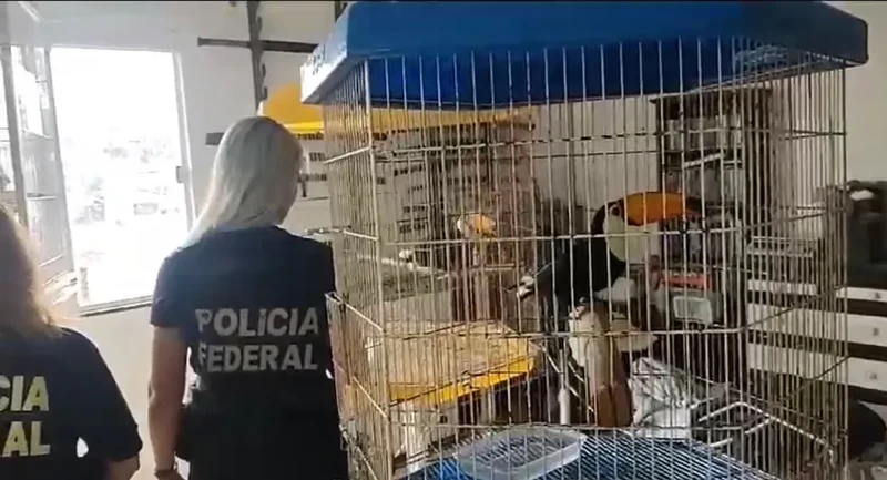 Polícia Federal e Ibama fizeram operação nesta sexta-feira (1)