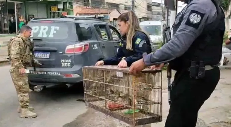 Segundo investigações da DPMA, os animais são trazidos de Minas Gerais para serem comercializados em uma feira, em Duque de Caxias