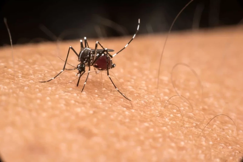 Mosquito transmissor da dengue