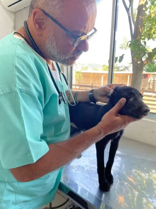 Os animais precisam do apadrinhamento para terem uma vida confortável