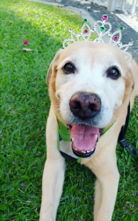 Cadela Mel foi um dos animais que morreram