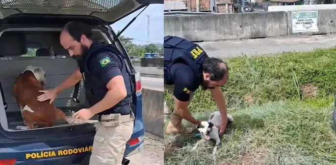 Animais foram encontrados na altura do Jardim Catarina nesta segunda (08)