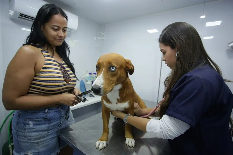 Todo o serviço é gratuito