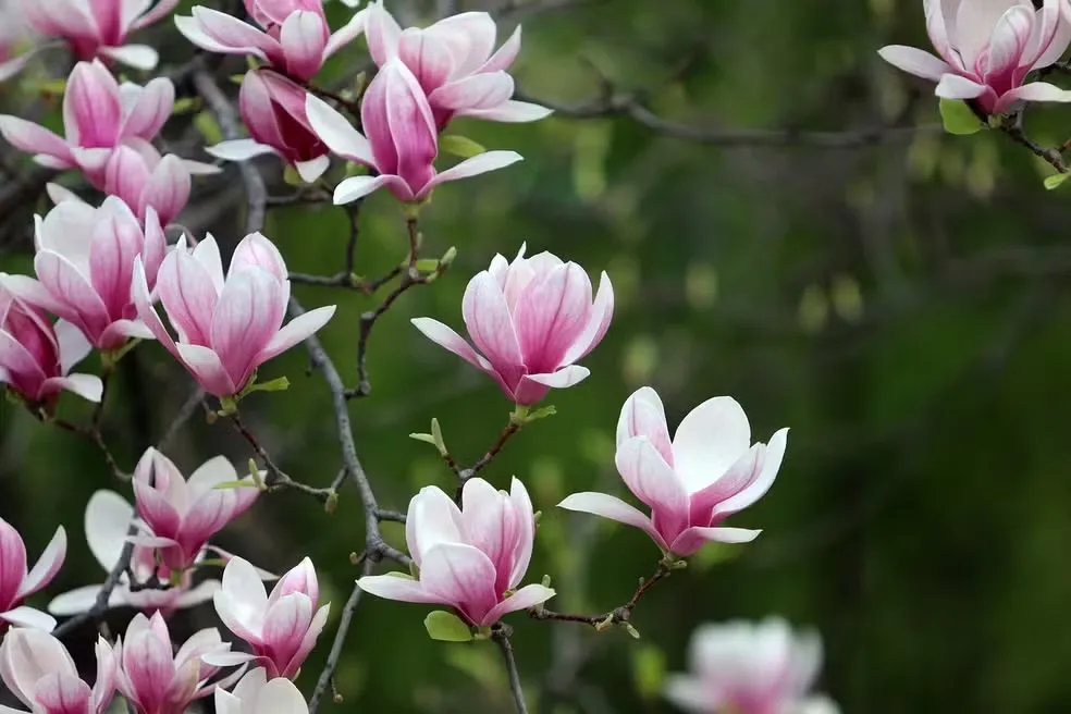 A primavera, que marca a transição do inverno para o verão, começa neste domingo (22), às 9h44, horário de Brasília.