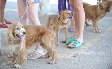 A iniciativa tem como objetivo desenvolver habilidades técnicas para serviços de pet