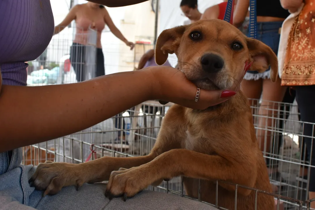 A iniciativa é realizada com protetores do município, voluntários que resgatam e abrigam os animais até o momento da adoção