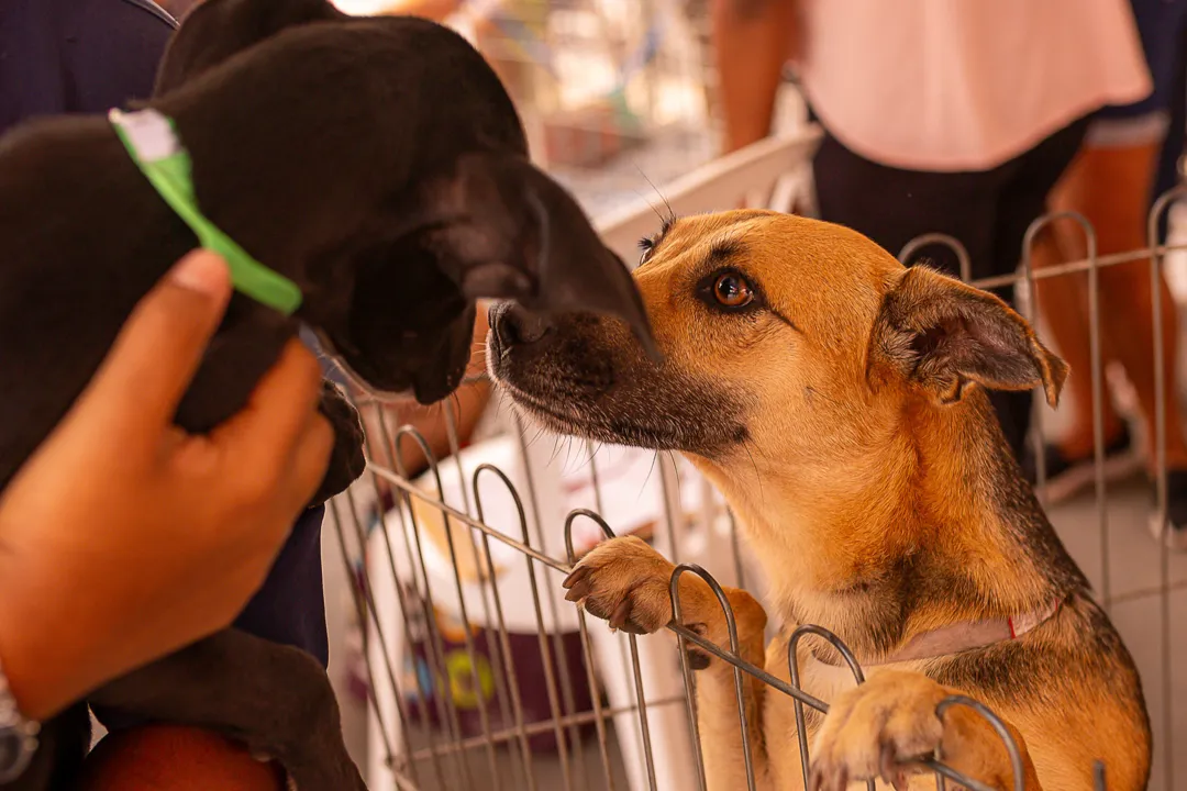 A iniciativa é realizada em conjunto com protetores do município, voluntários que resgatam e abrigam os animais até o momento da adoção