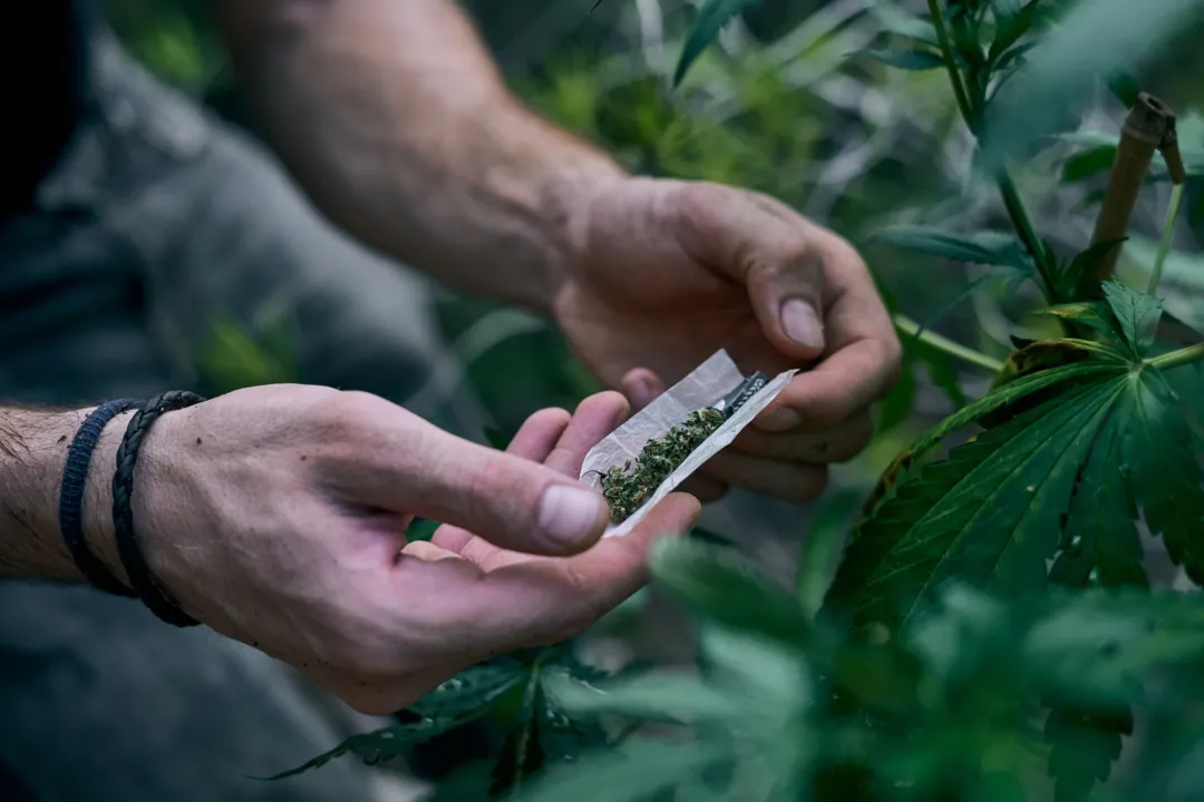 A man rolling marijuana joint near the cannabis plant