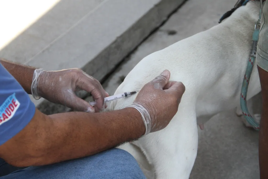 A imunização é para os animais com mais de três meses de vida e que não estejam doentes