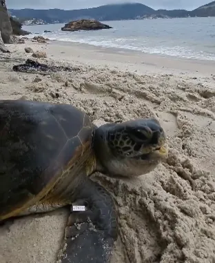 Animal foi levado para centro de reabilitação