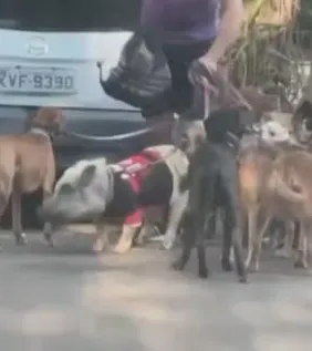 Porco caminhando com cães em Botafogo, na Zona Sul do Rio