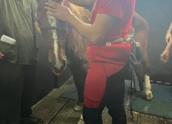 Cavalo Caramelo foi resgatado nesta quinta-feira (09)