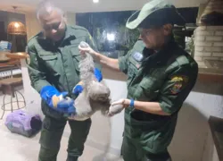 Coordenadoria de Meio Ambiente da Guarda Municipal de Niterói resgatou o animal