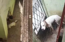 Acusado de agredir cachorro é preso em São Gonçalo; confira vídeo