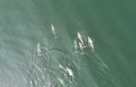 Baleia-franca e grupo de golfinhos são vistos em praia do Rio de Janeiro