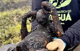 Bicho-preguiça é encontrado carbonizado em Petrópolis, no Rio de Janeiro