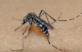 Brasil é responsável por 82% dos casos de dengue em todo mundo, segundo a OMS