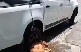 Cachorro é abandonado na coleira e morre enforcado no Rio
