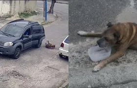 Cachorro morre após ser arremessado de carro durante assalto
