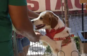 Cães e gatos ganham novo lar na campanha de adoção de animais