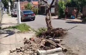 Caminhão colide contra árvore e destrói calçada em Niterói; vídeo!