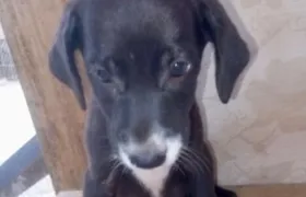 Campanha "Adote um Pet Gauchinho" chega ao Rio