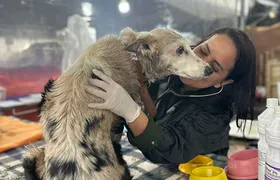 Campanha de adoção de animais resgatados das enchentes no RS acontece no Shopping Village Mall