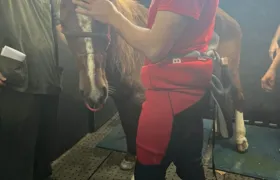Cavalo Caramelo, resgatado no Rio Grande do Sul, é macho, segundo universidade