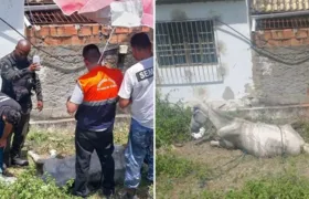 Cavalo vítima de maus-tratos é resgatado em Arraial do Cabo