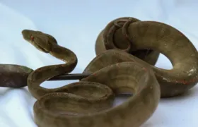 Cobra é encontrada em agência dos Correios em Saquarema