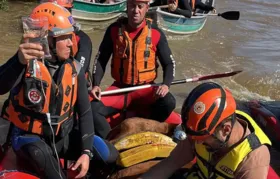 Égua 'Caramelo' é resgatada no Rio Grande do Sul